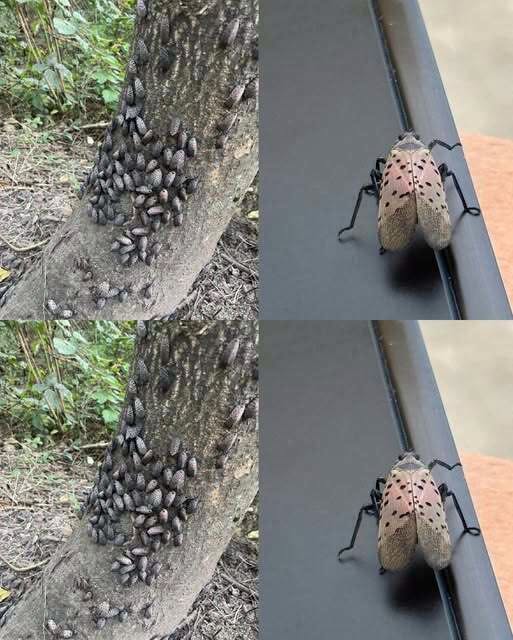The Flashy Red Invader Destroying Your Backyard: Why You Must Declare War on This Pest Today