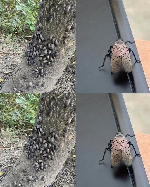 The Flashy Red Invader Destroying Your Backyard: Why You Must Declare War on This Pest Today