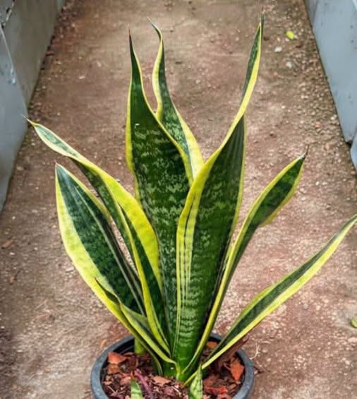 Why Certain Plants Are Believed to Bring Peace, Comfort, and Positive Energy Into Homes