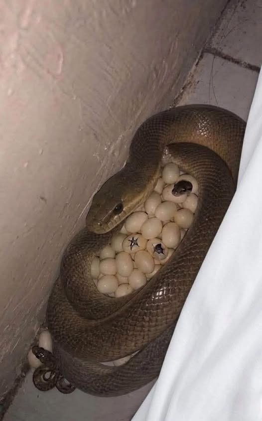 The Nightmare in the Nook: Why Python Eggs Behind Your Bed Frame are a Masterclass in Maternal Instinct