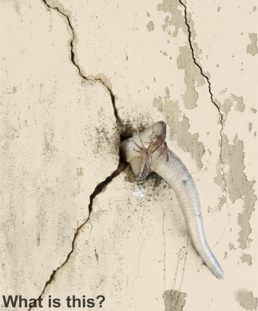 That morning, I walked onto the veranda and noticed something unusual moving inside the wall.