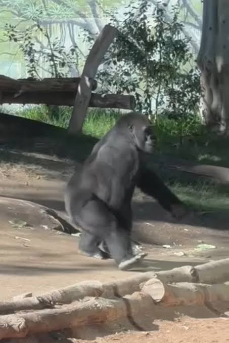 Gorilla Grabs Visitor’s Hair, Crowd Left in Shock