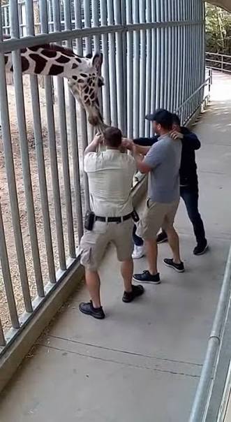 Giraffe Grabs Visitor by Her Shirt During Feeding Encounter, Shocking Moment Goes Viral