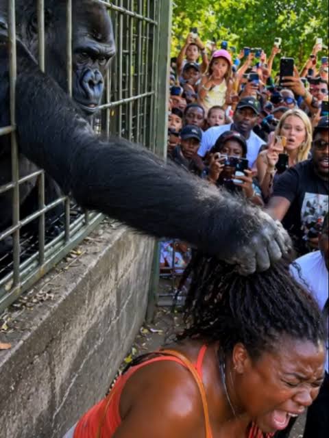 GORILLA GRABS GIRL BY THE HAIR AS PANICKED ONLOOKERS RUSH TO HELP…