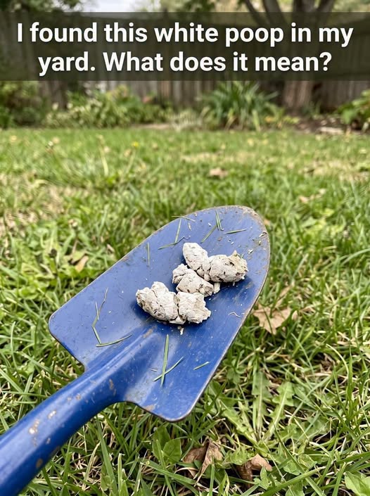 Why Your Dog’s Poop May Turn White and What It Could Mean