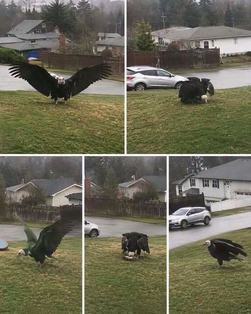 The Discovery of a Giant Eagle Sparks Scientific Interest and Conservation Discussions